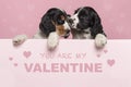 ValentineÃ¢â¬â¢s day greeting card with two cuddling Cocker Spaniel puppies hanging over the border of a pastel pink board with text Royalty Free Stock Photo